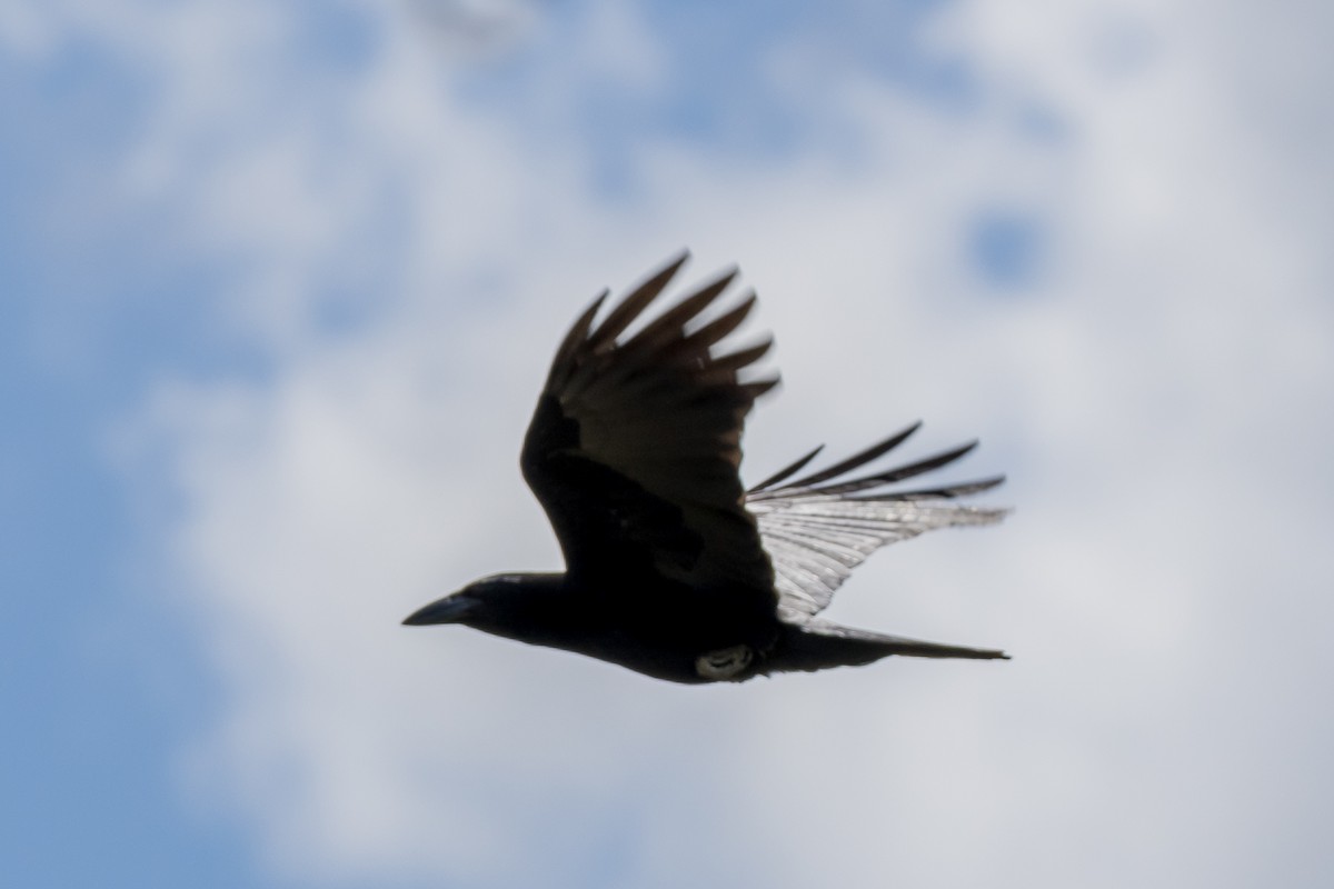 Cuban Crow - ML562611091