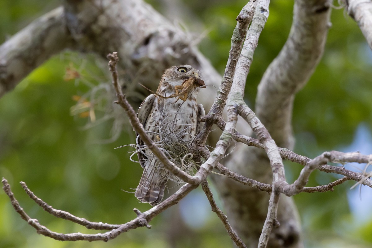 Cuban Pygmy-Owl - ML562611361