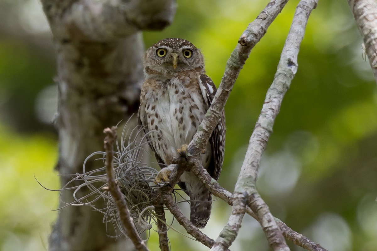 Cuban Pygmy-Owl - ML562611381