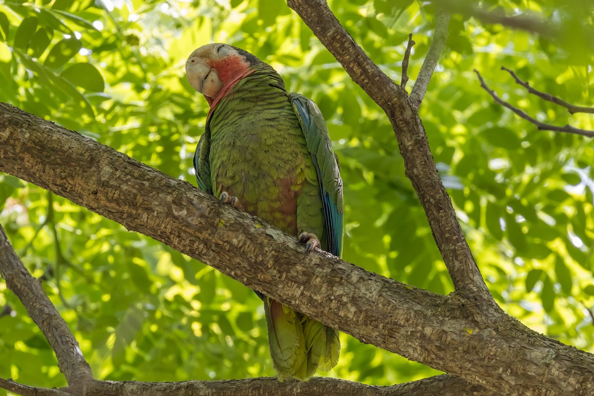 Cuban Parrot - ML562611481