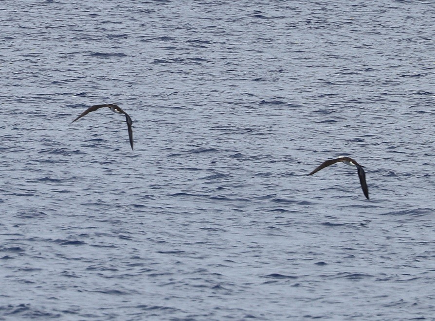 Brown Booby - ML562611591