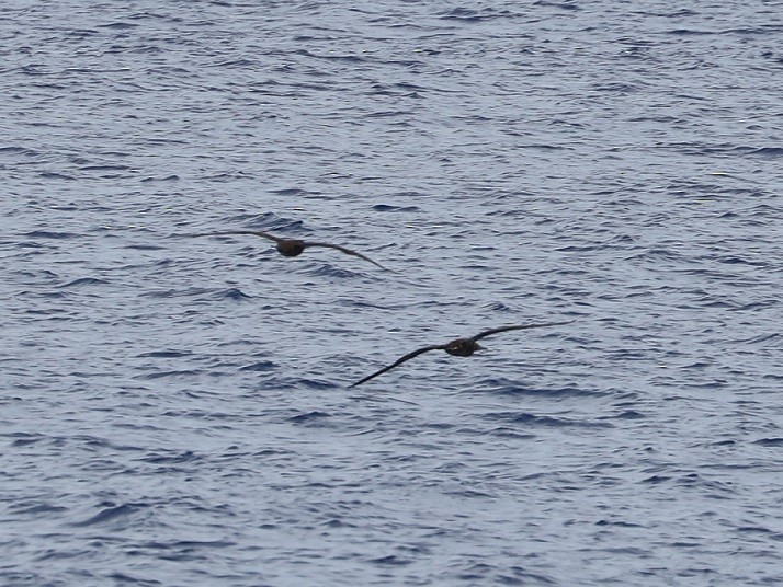 Brown Booby - ML562611601