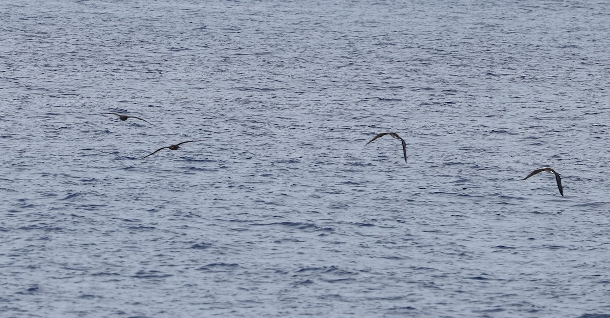 Brown Booby - ML562611611