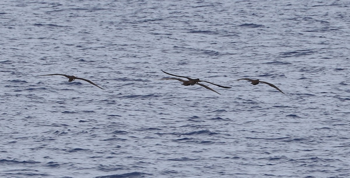 Brown Booby - ML562611631