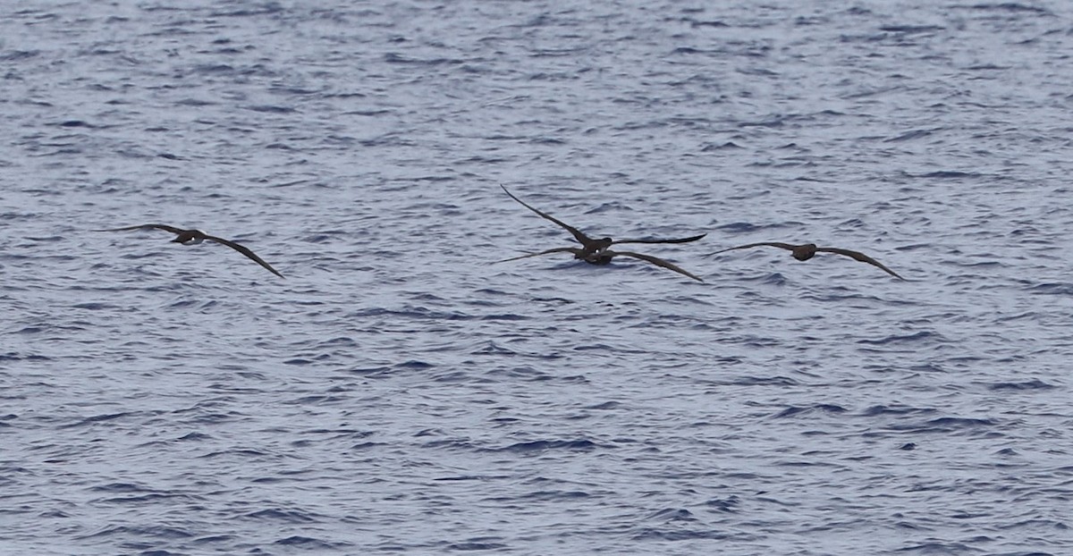 Brown Booby - ML562611641