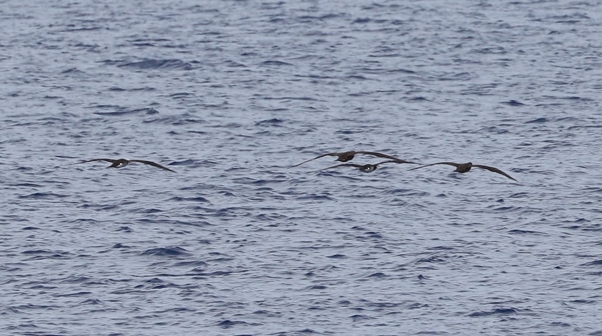 Brown Booby - ML562611651