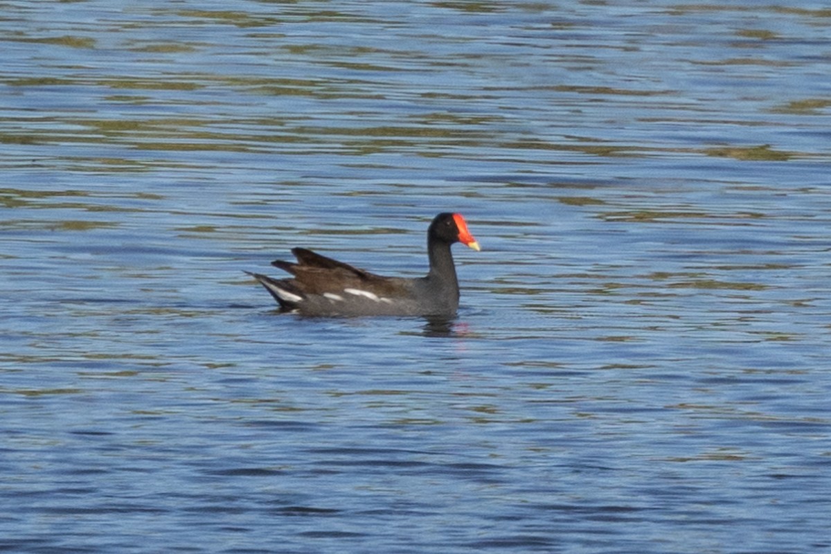 Common Gallinule - ML562612261