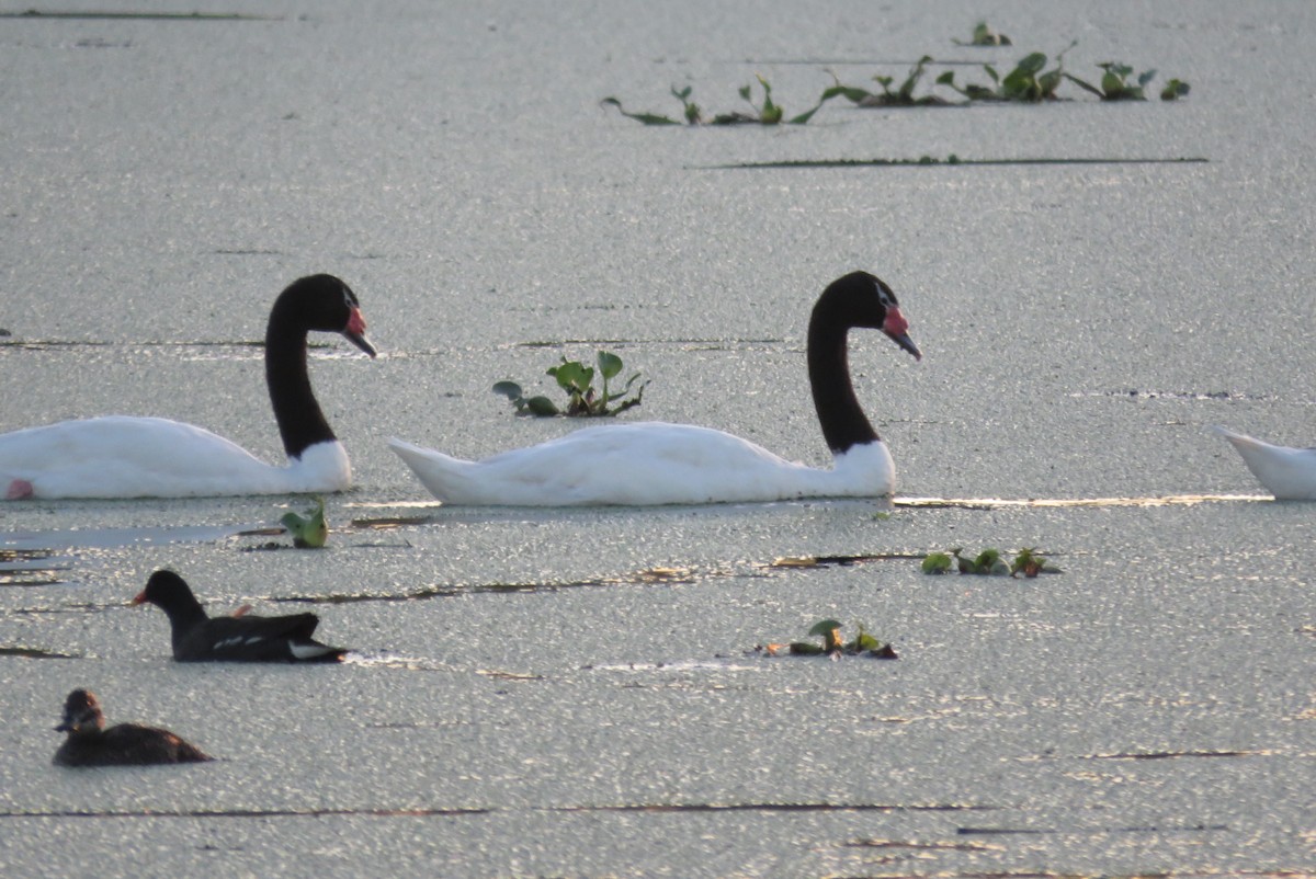 Common Gallinule - ML562612561