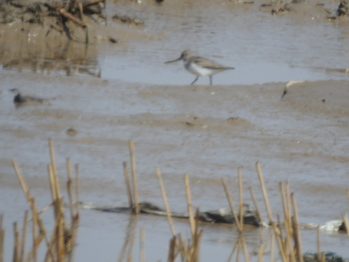 Terek Sandpiper - ML562613471