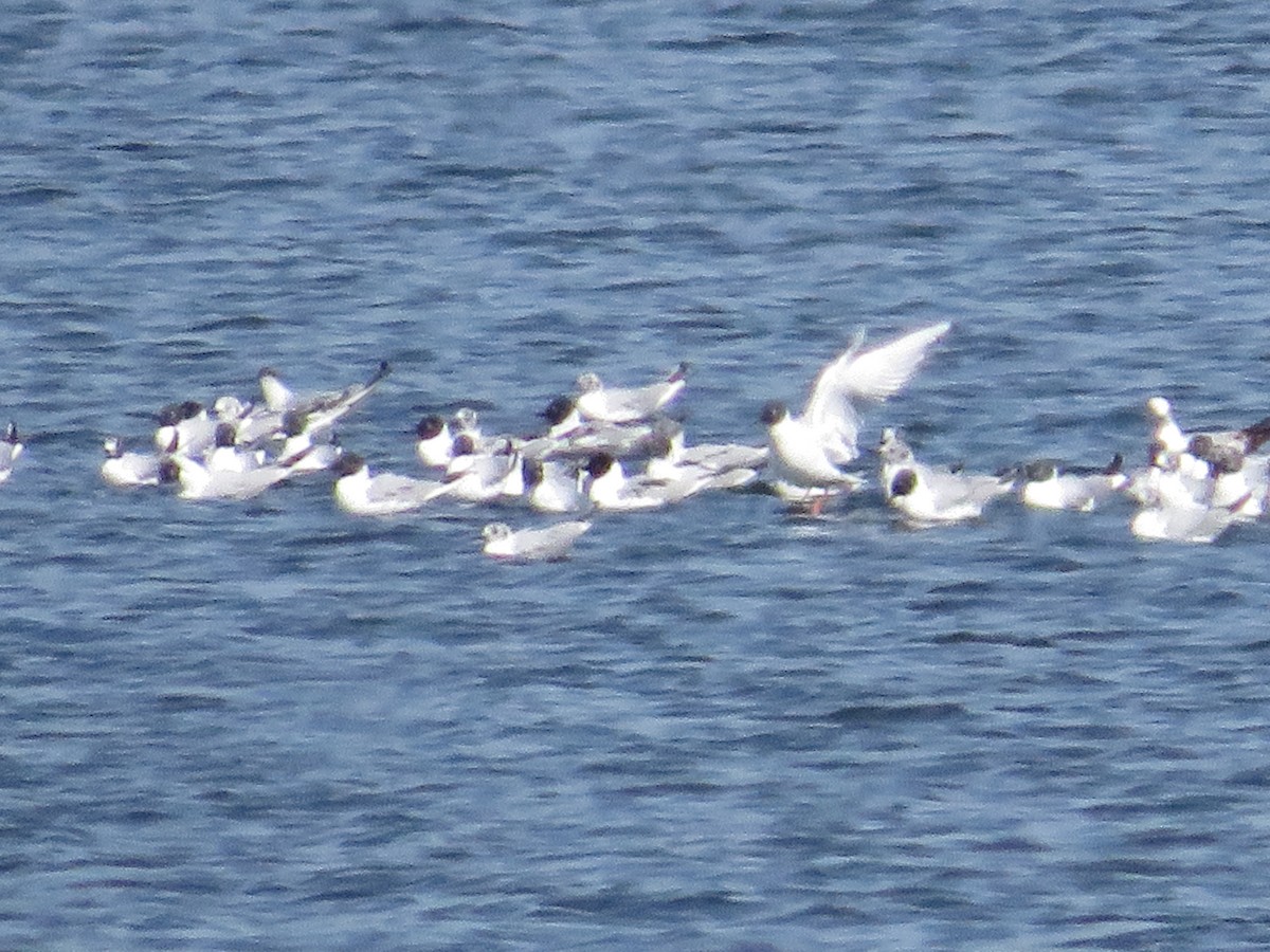 racek Bonapartův - ML562613841