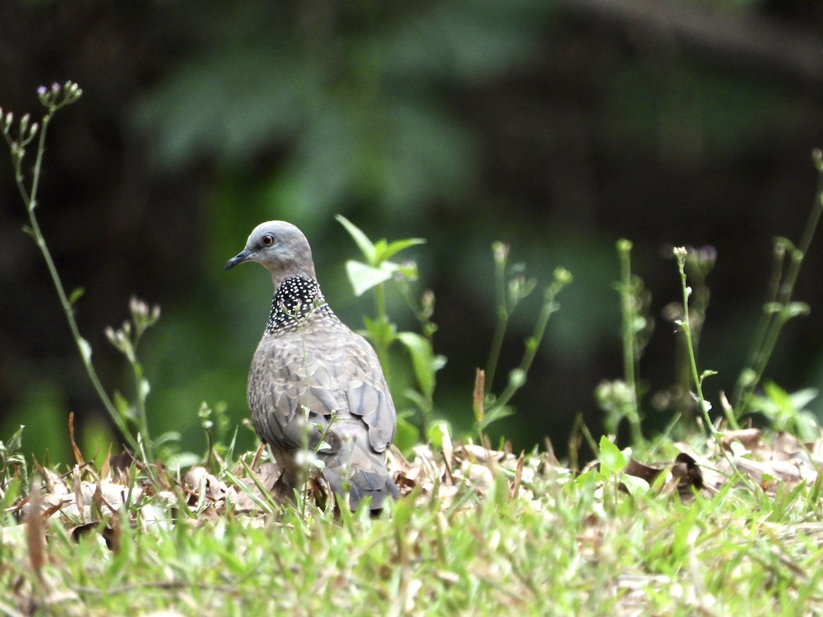 Spotted Dove - ML562614401