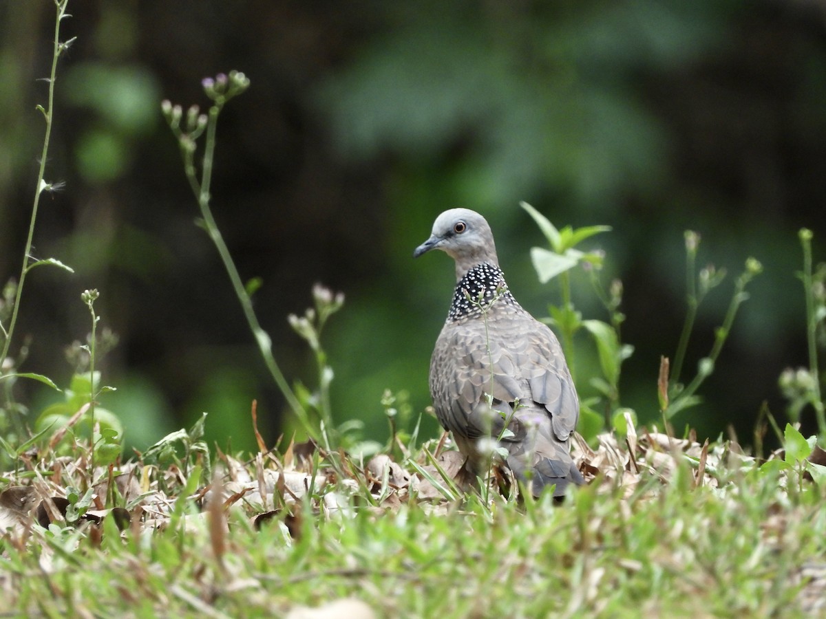 Spotted Dove - ML562614411