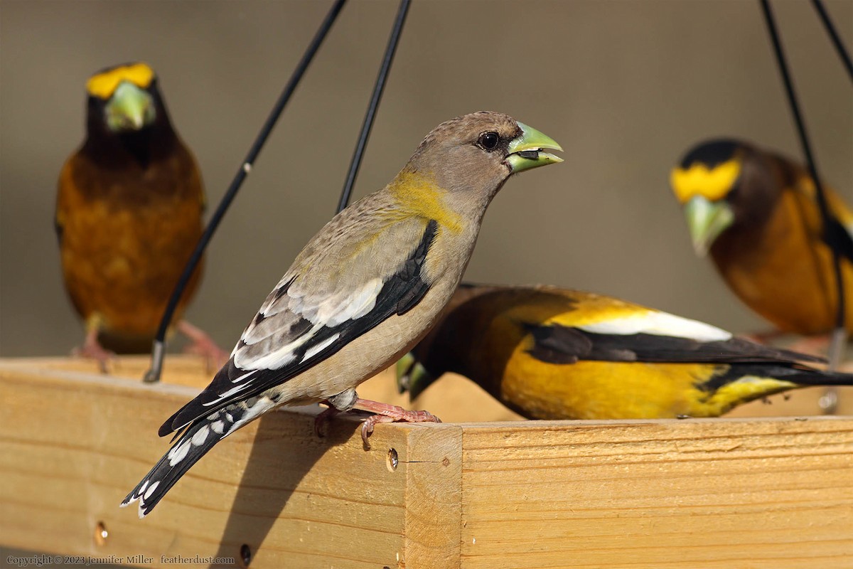 Evening Grosbeak - Anonymous