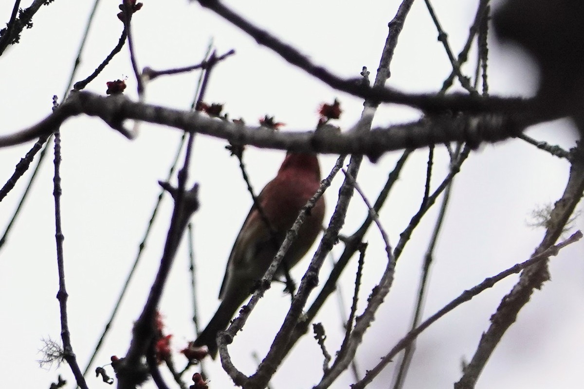 finch sp. - ML562615581