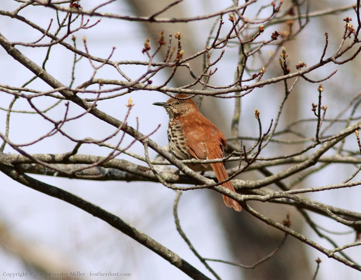 Brown Thrasher - ML562615811
