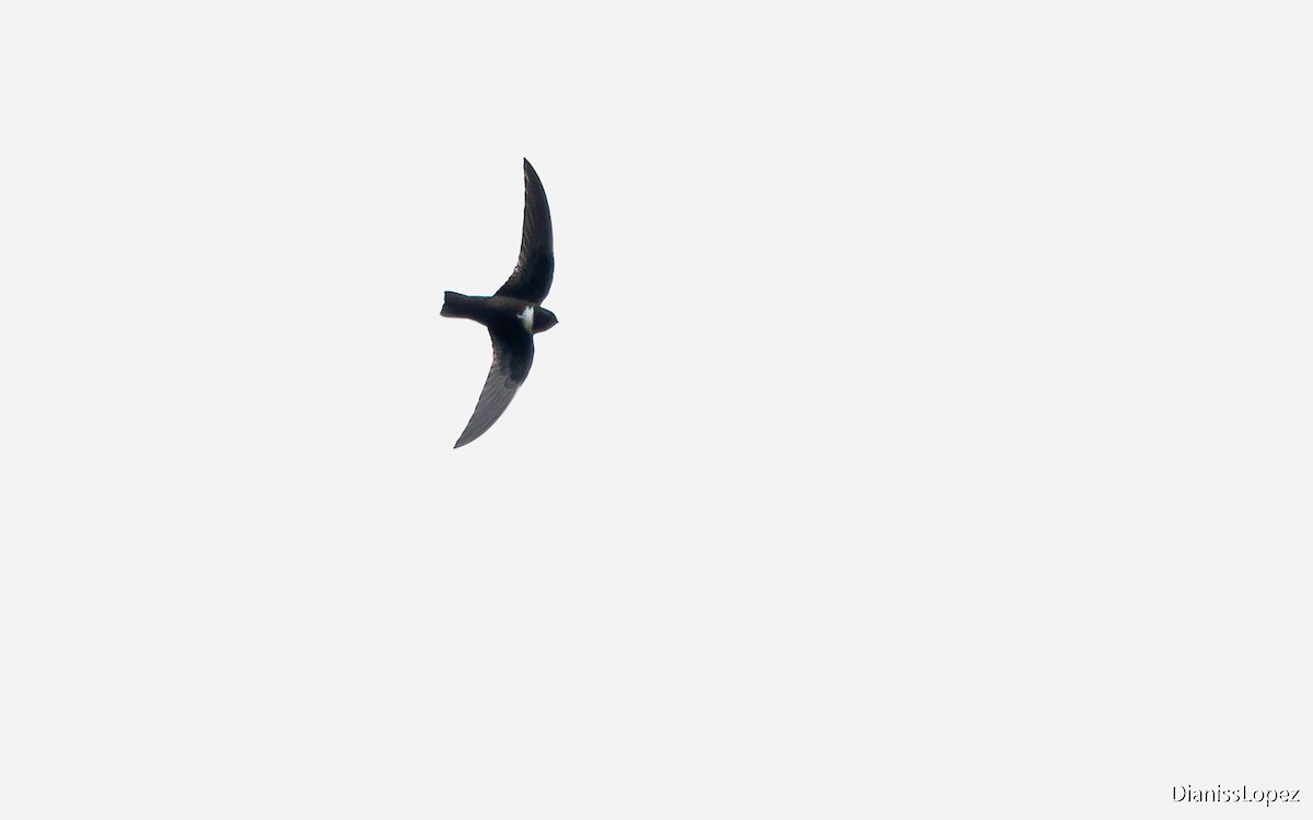 White-chested Swift - Diana López G