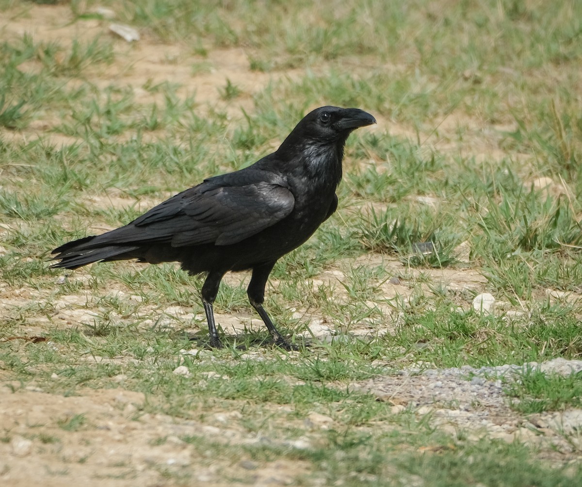 Chihuahuan Raven - ML562617241