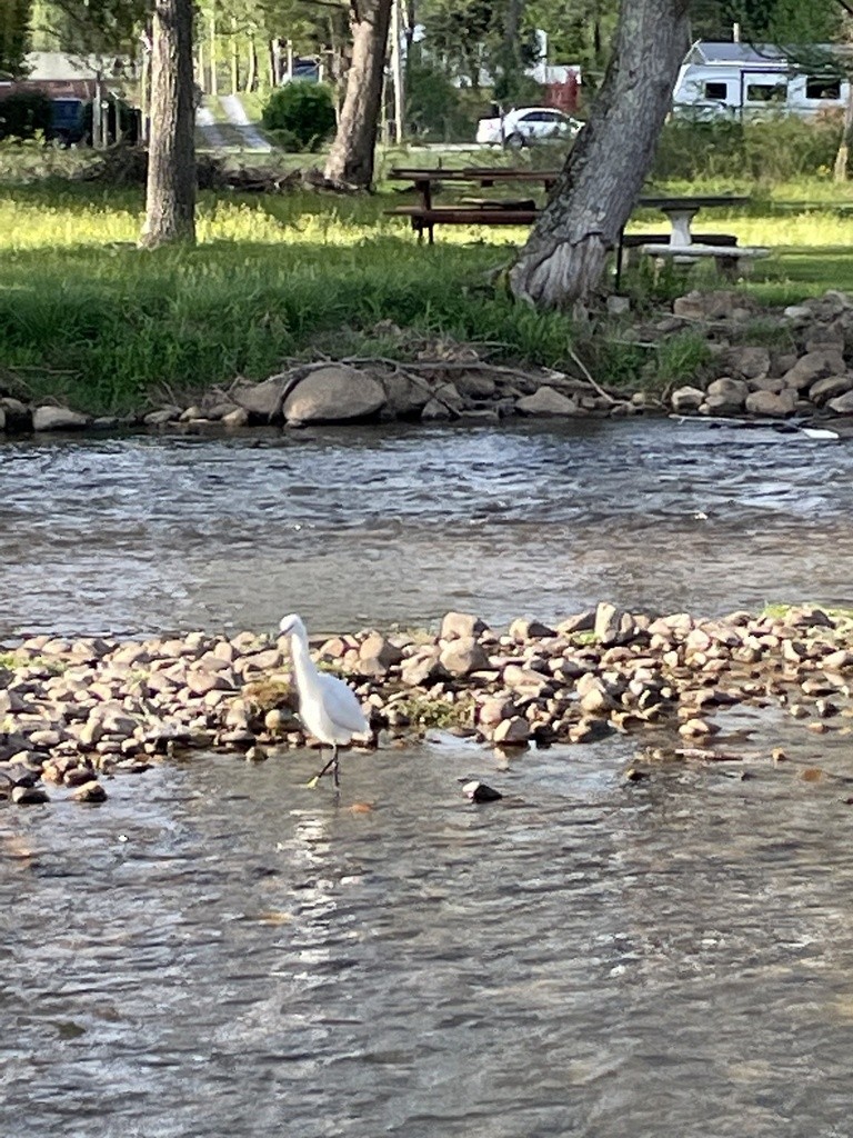 Snowy Egret - ML562618201