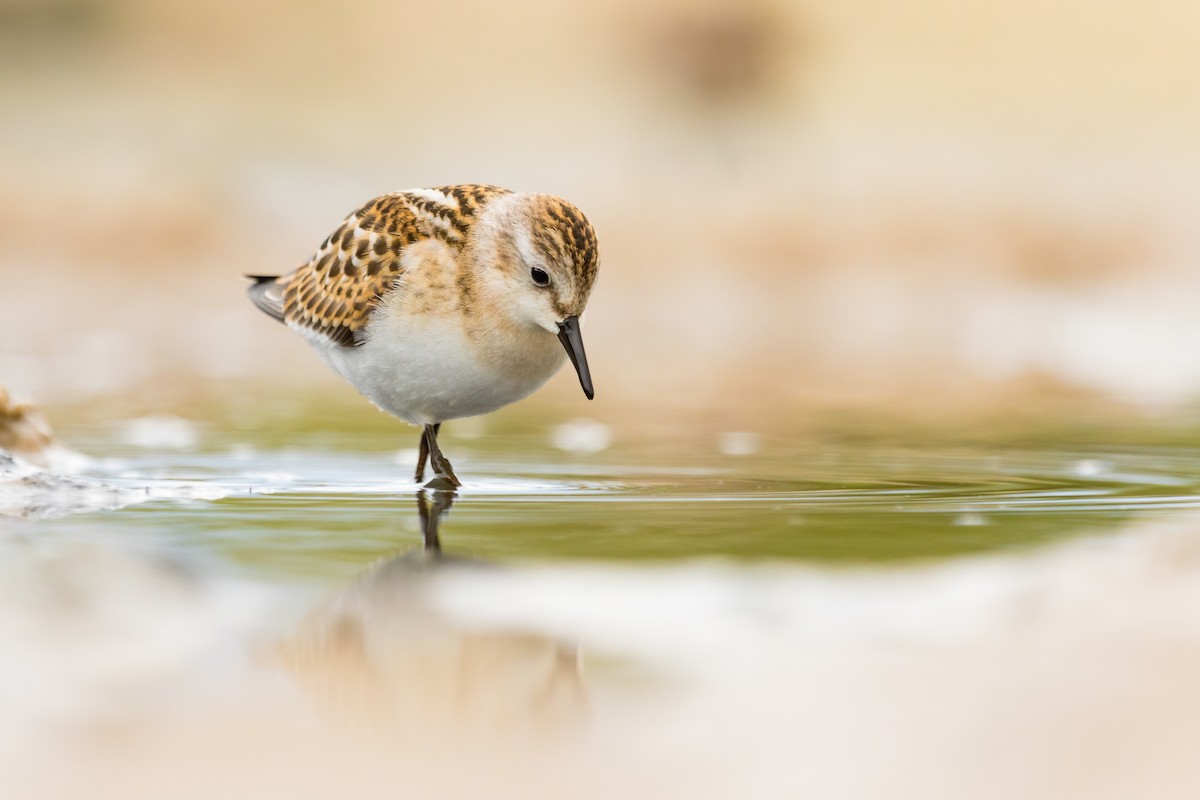 Little Stint - Piotr Pogoda