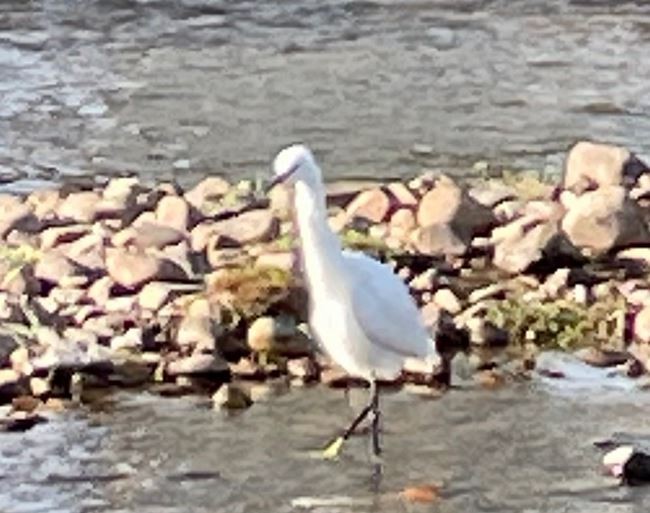 Snowy Egret - ML562619271