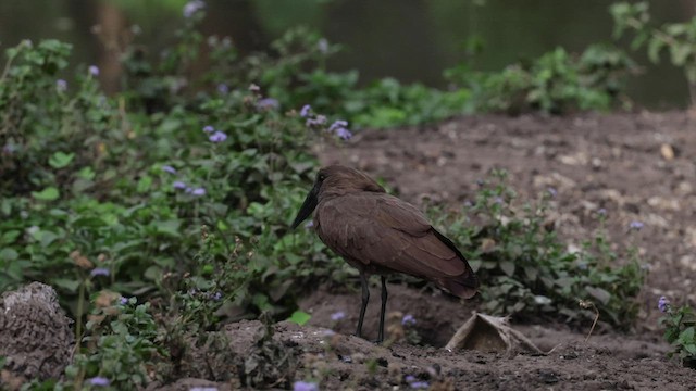 Hamerkop - ML562619331