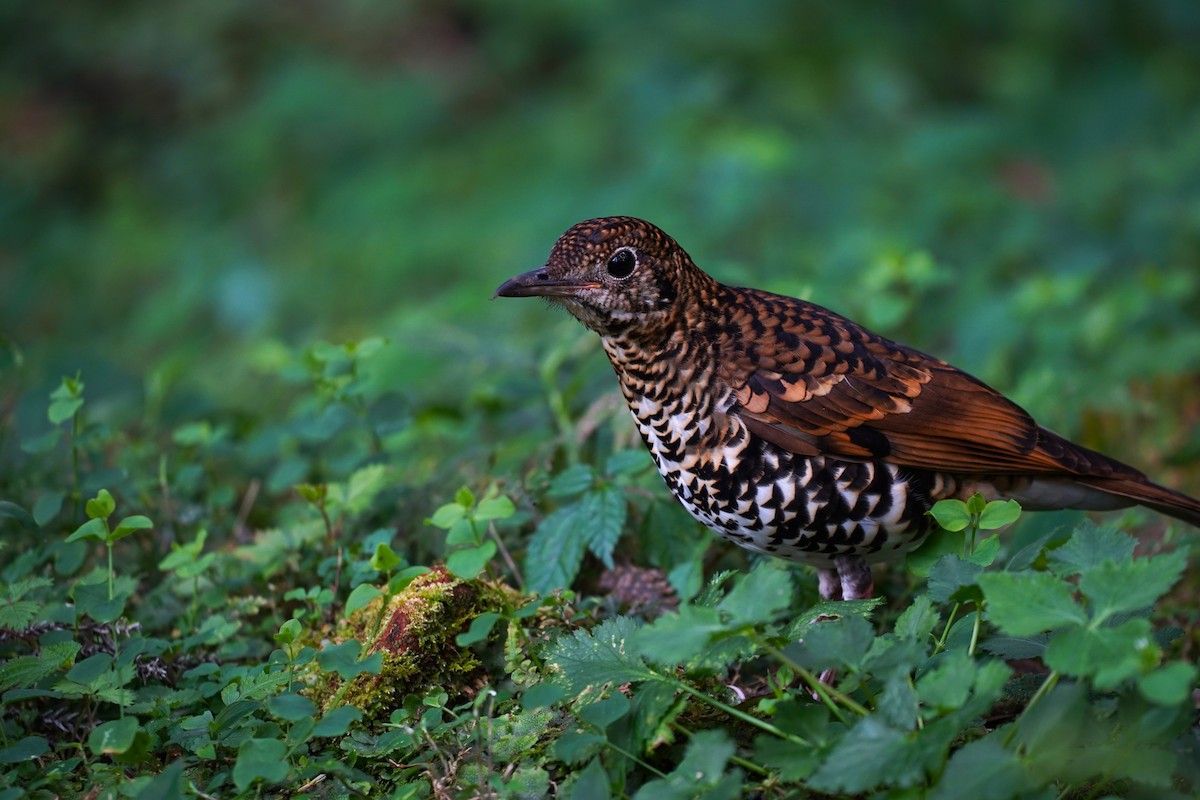 Scaly Thrush - ML562619701