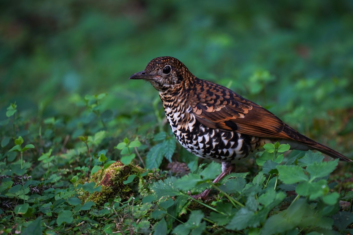 Scaly Thrush - ML562619721