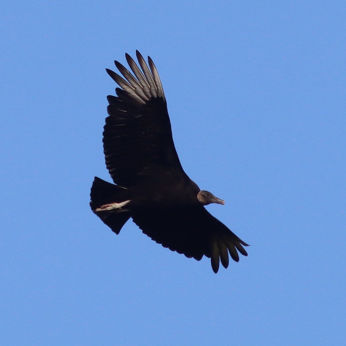 Black Vulture - ML562619861