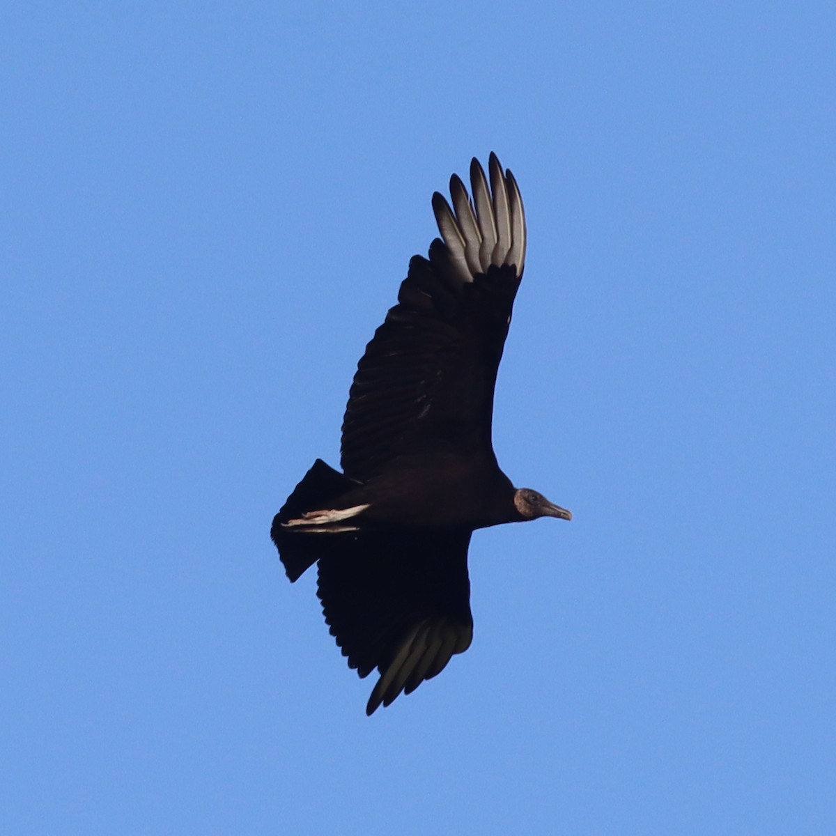 Black Vulture - ML562619871