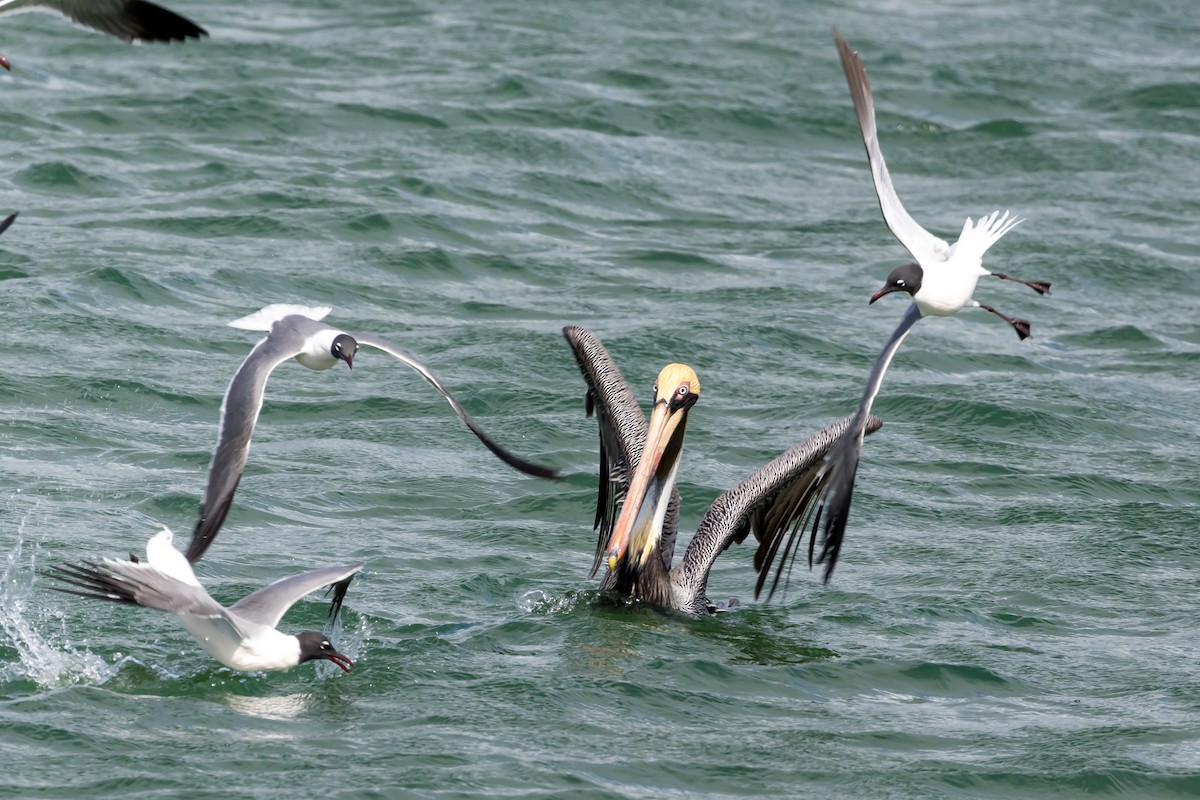 Brown Pelican - ML562620171