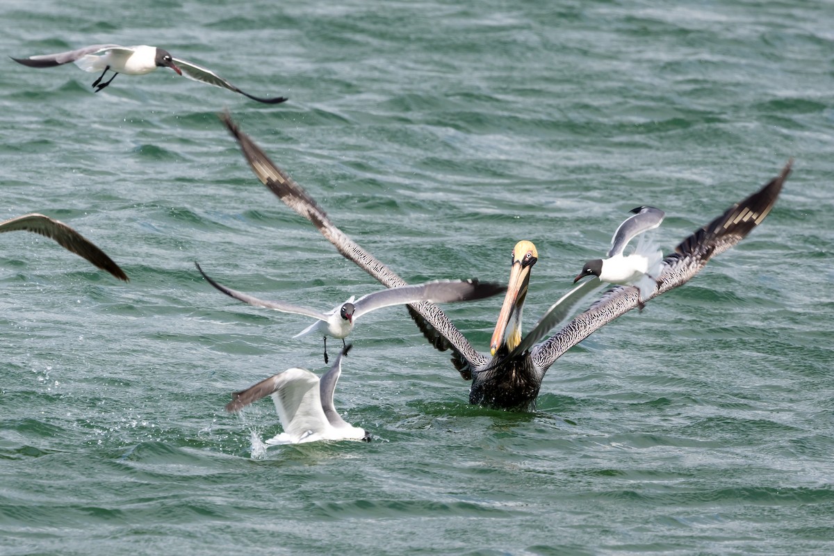 Brown Pelican - ML562620301