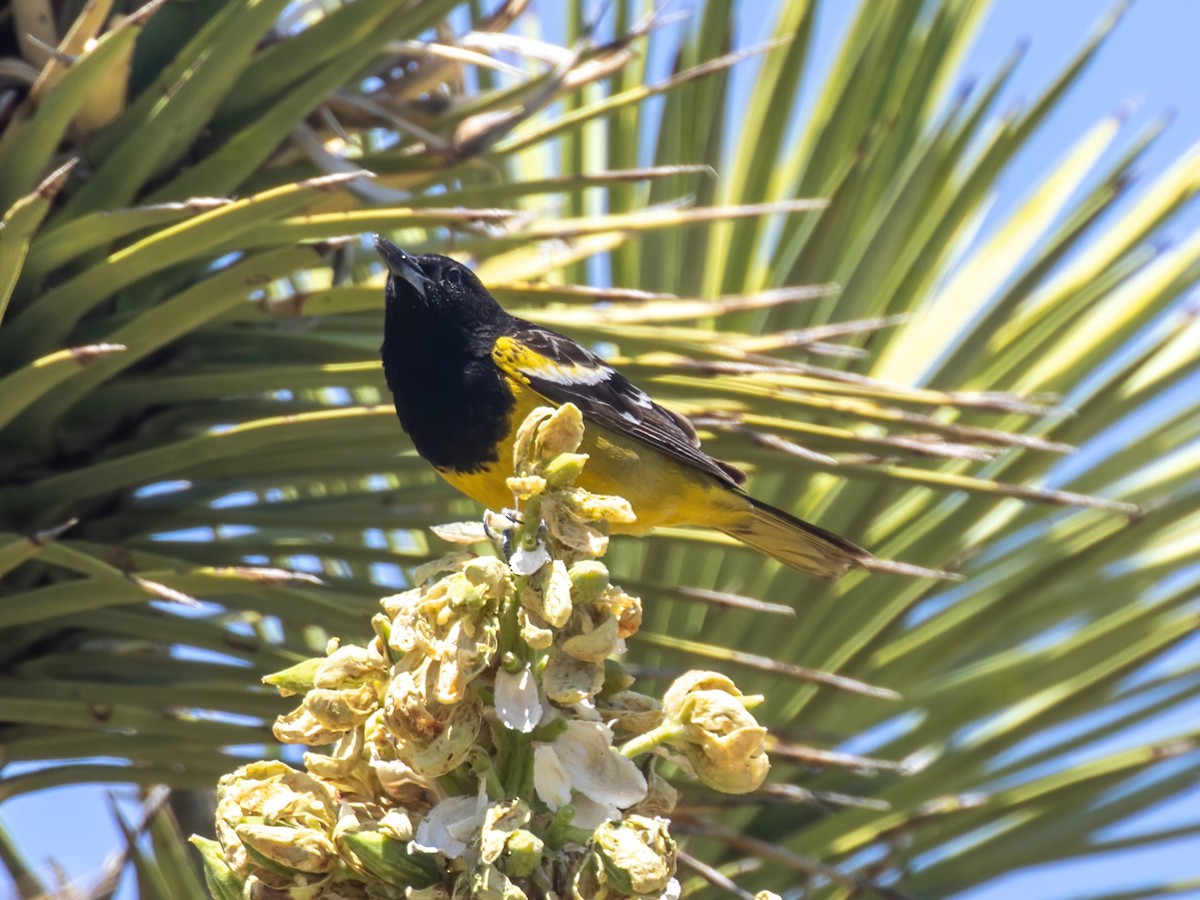 Scott's Oriole - ML562620641