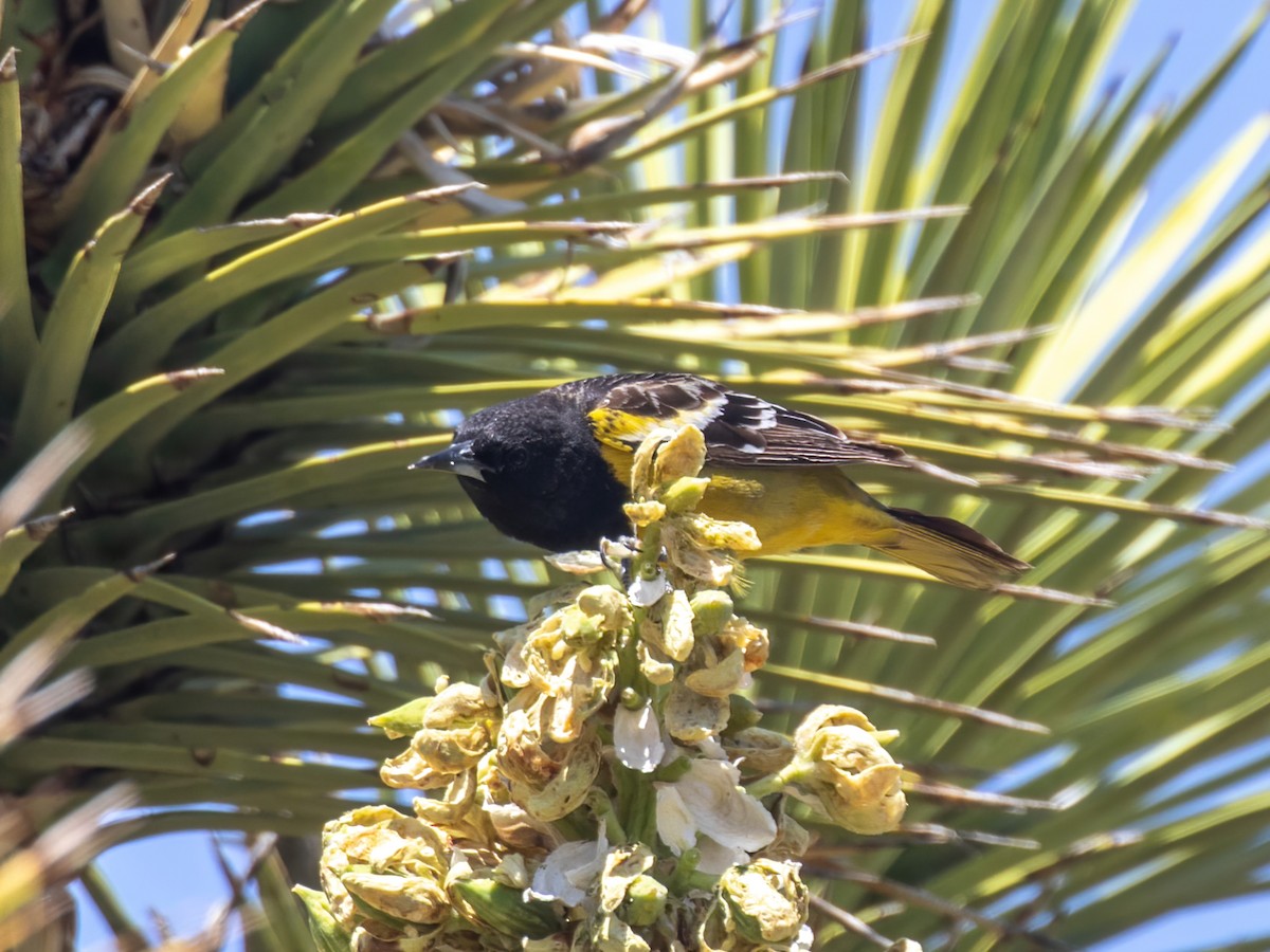 Scott's Oriole - ML562620651