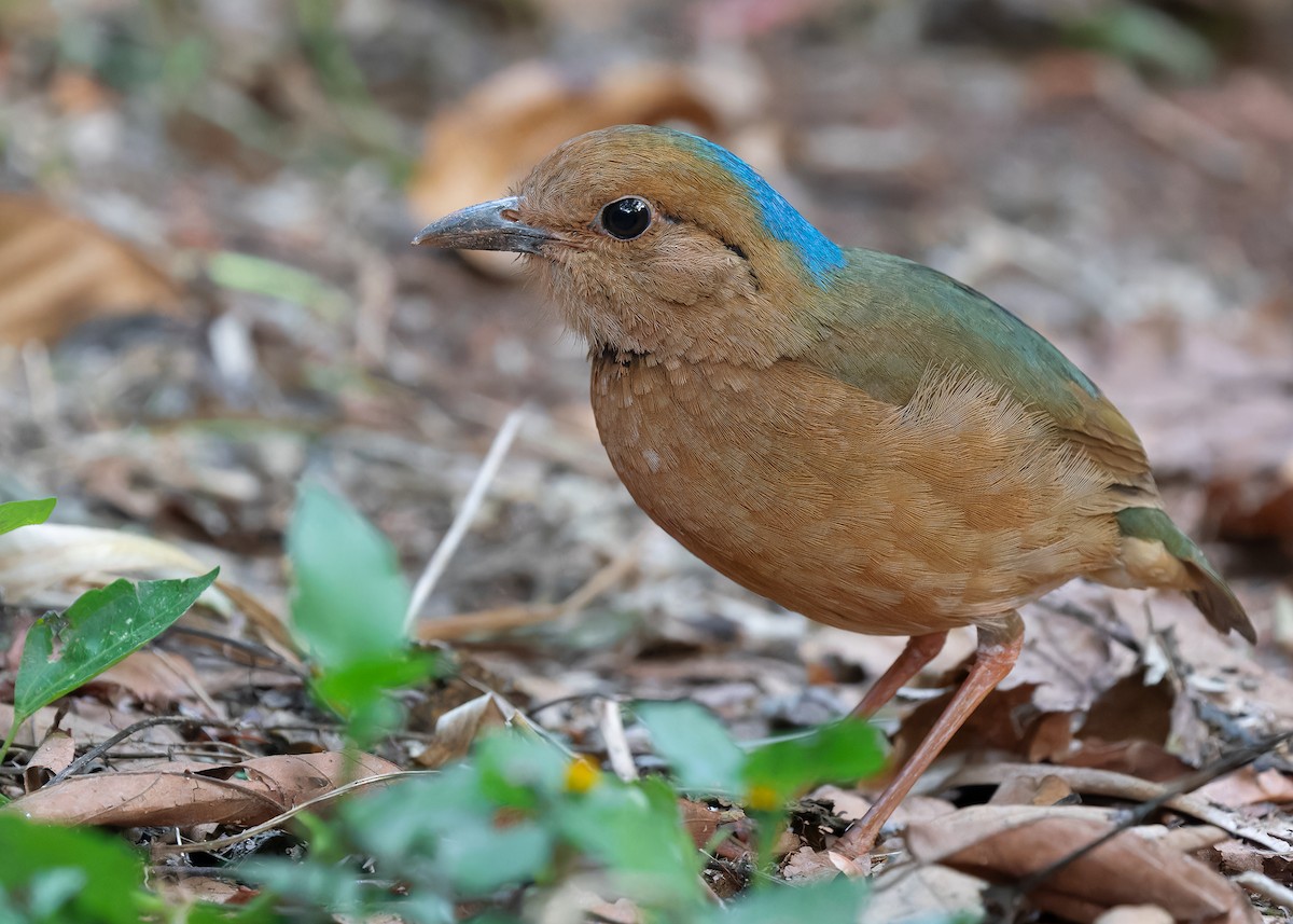 Blue-naped Pitta - Ayuwat Jearwattanakanok