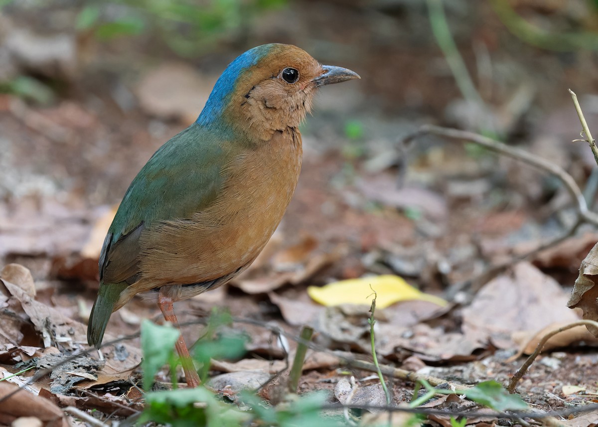 Blue-naped Pitta - Ayuwat Jearwattanakanok