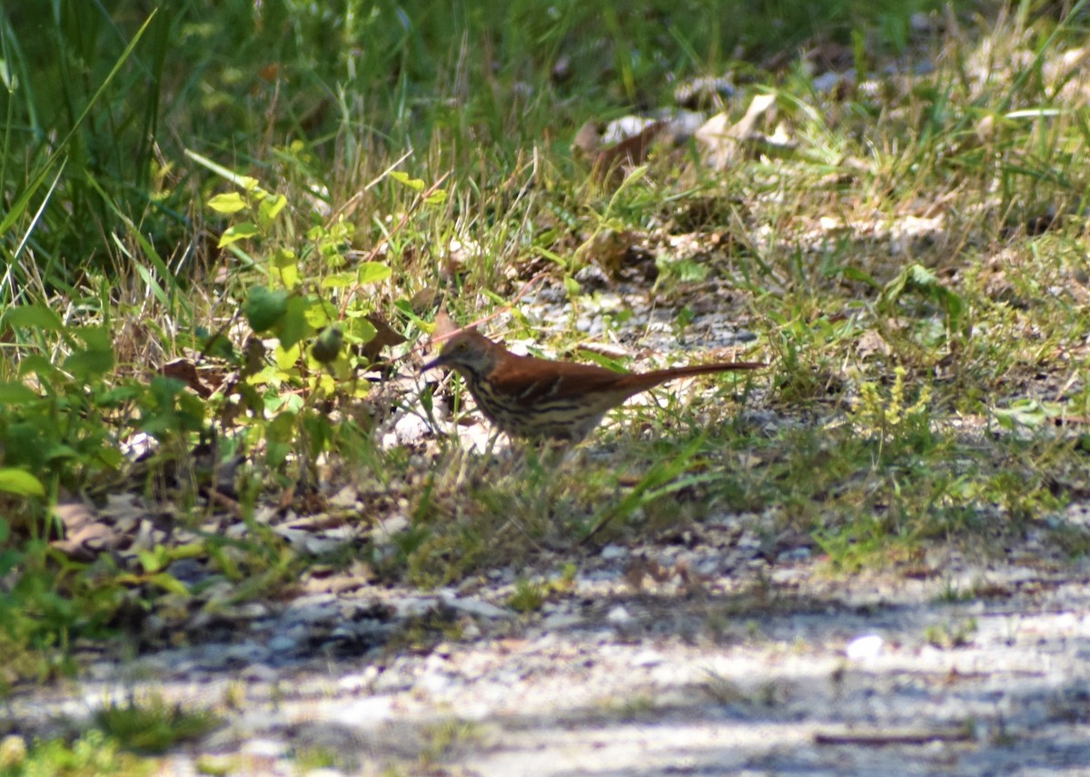 Brown Thrasher - ML562622031