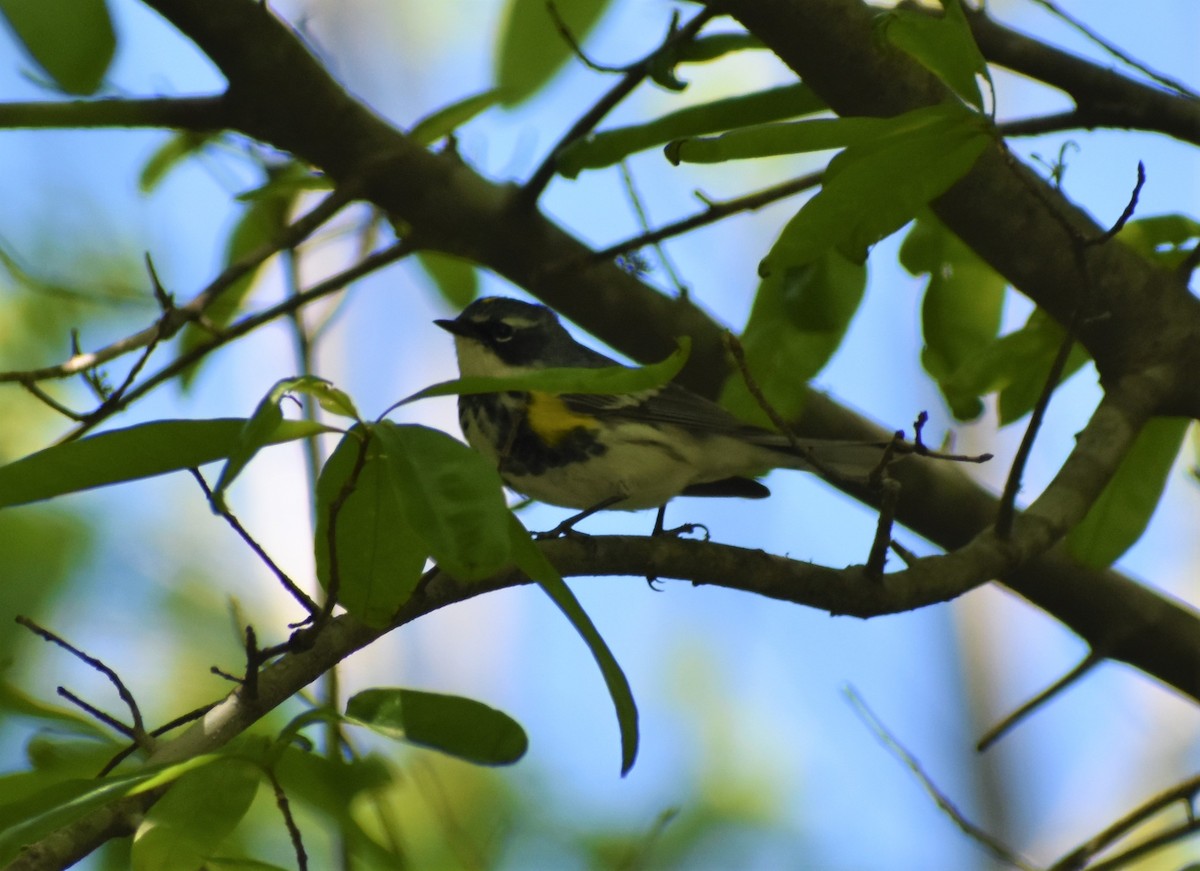 Yellow-rumped Warbler (Myrtle) - ML562622181