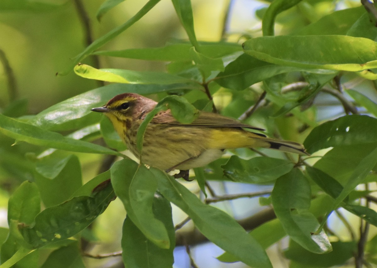 Palm Warbler (Western) - ML562622211