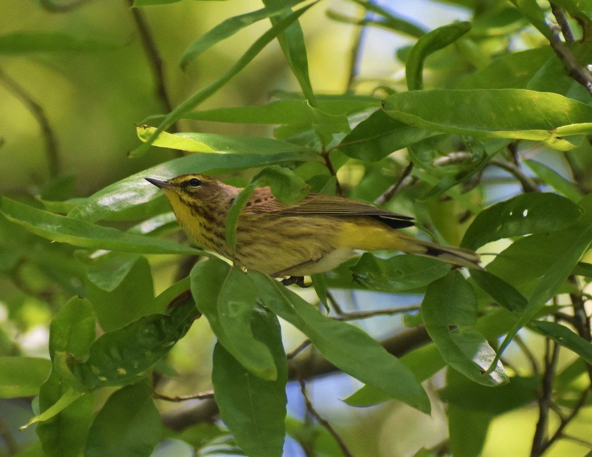 Palm Warbler (Western) - ML562622251