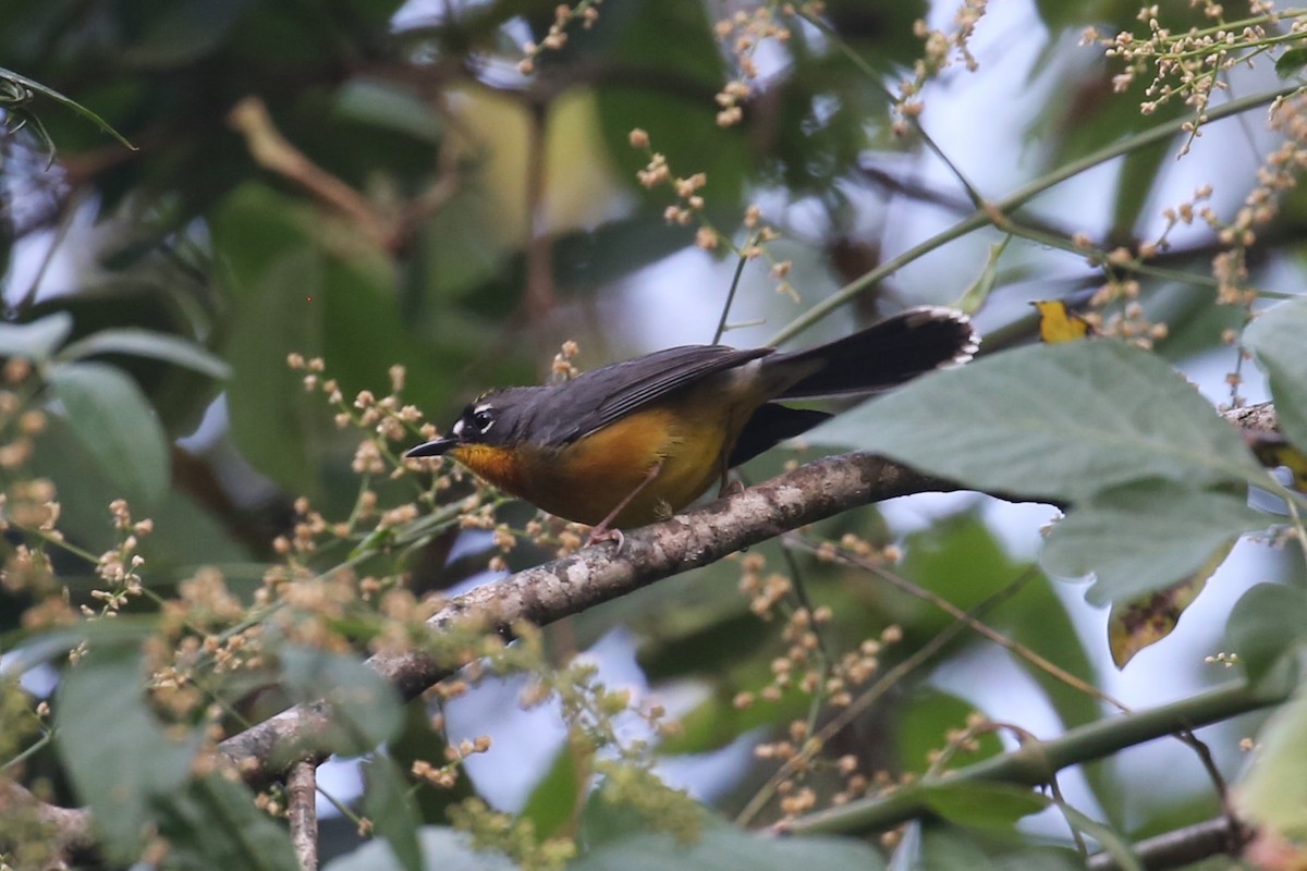 Fan-tailed Warbler - Charles Davies