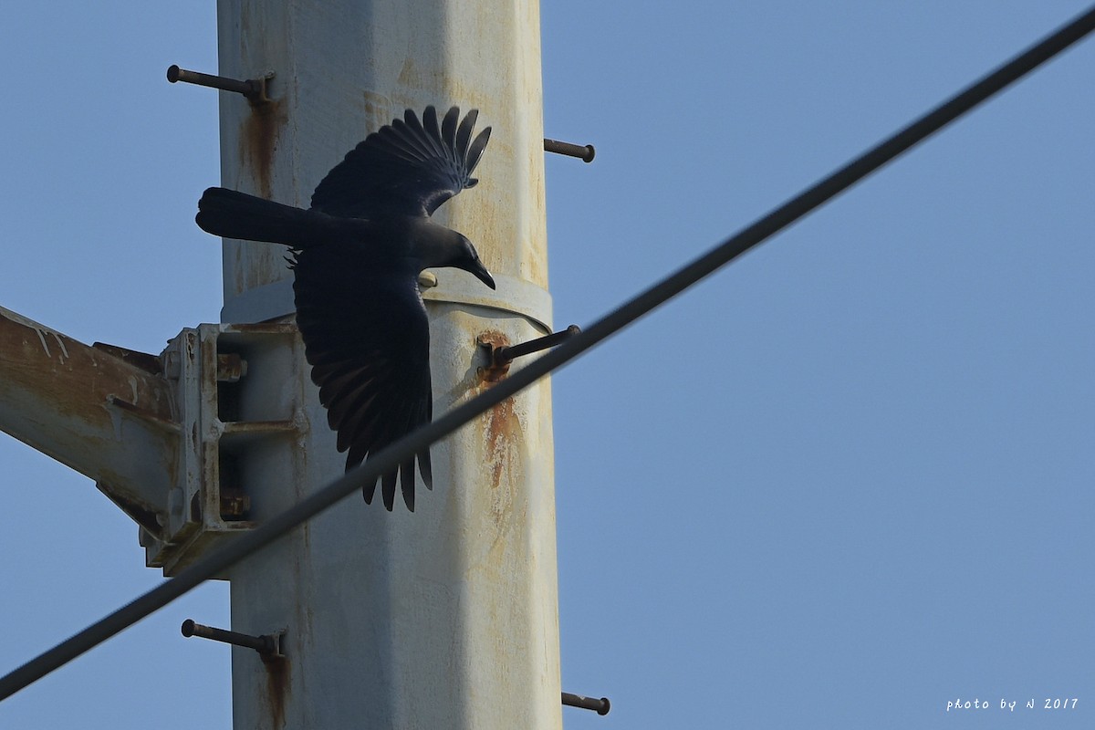 House Crow - ML56262271