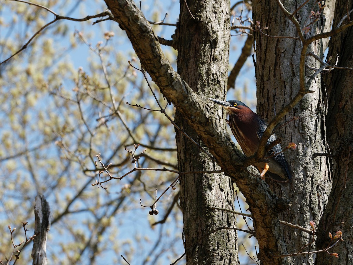 Green Heron - ML562623031