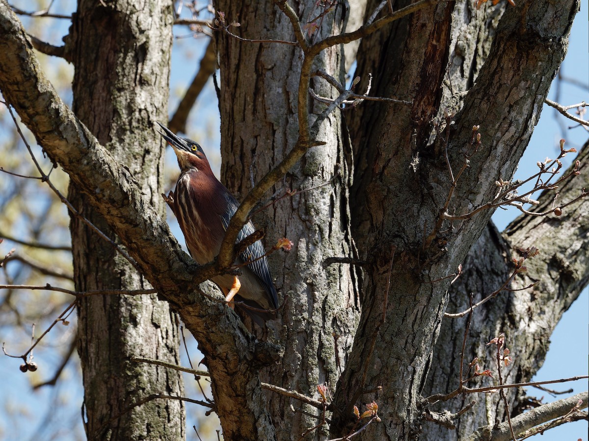 Green Heron - ML562623041