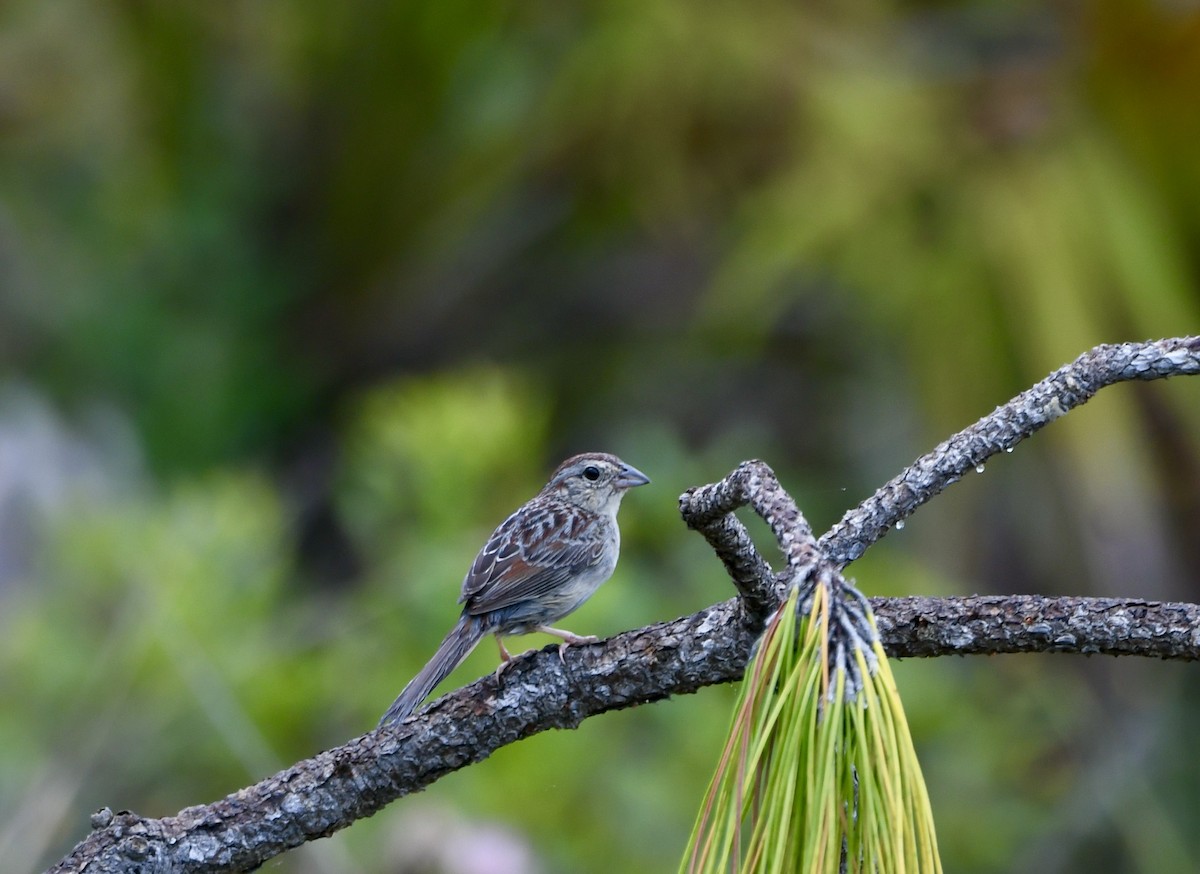 Bachman's Sparrow - ML562624001