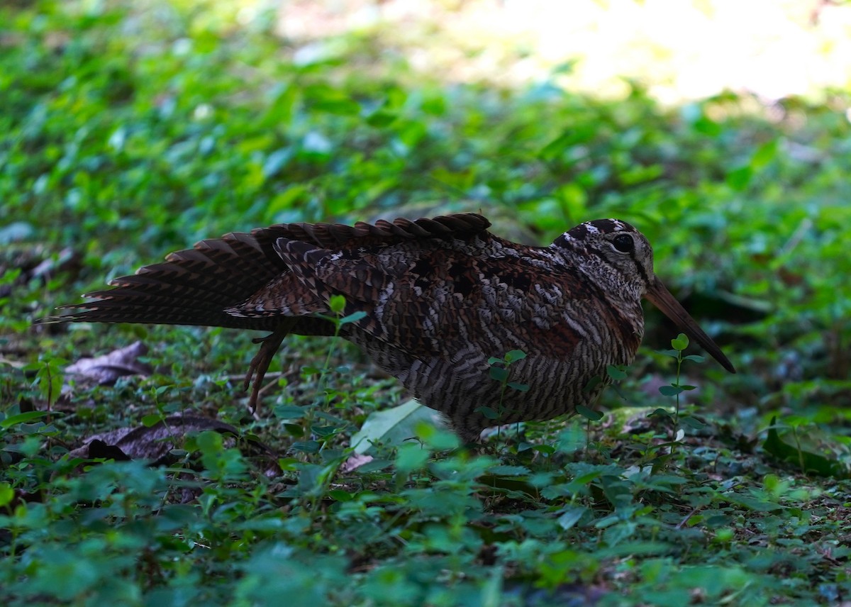 Eurasian Woodcock - ML562624751