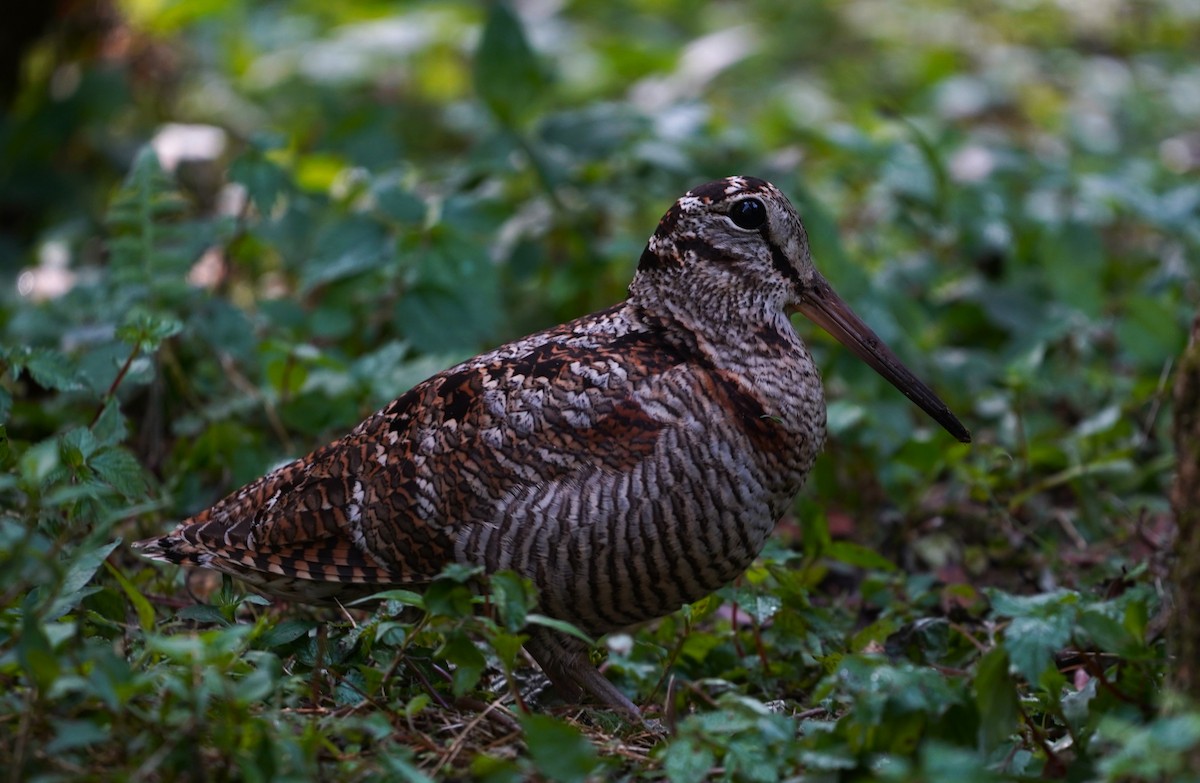 Eurasian Woodcock - ML562624771