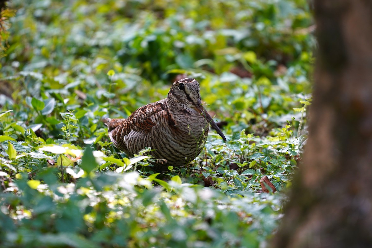 Eurasian Woodcock - ML562624791