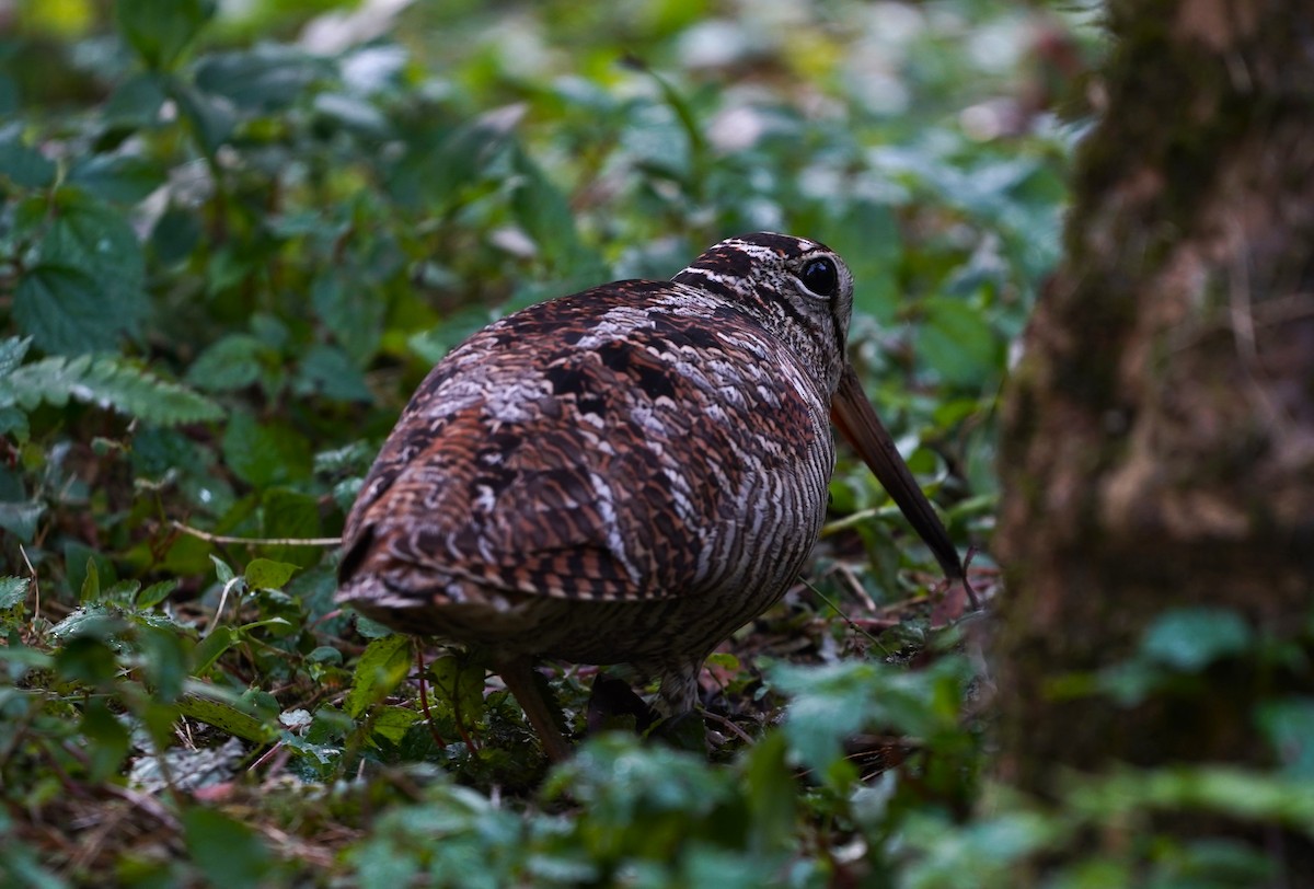 Eurasian Woodcock - ML562625381