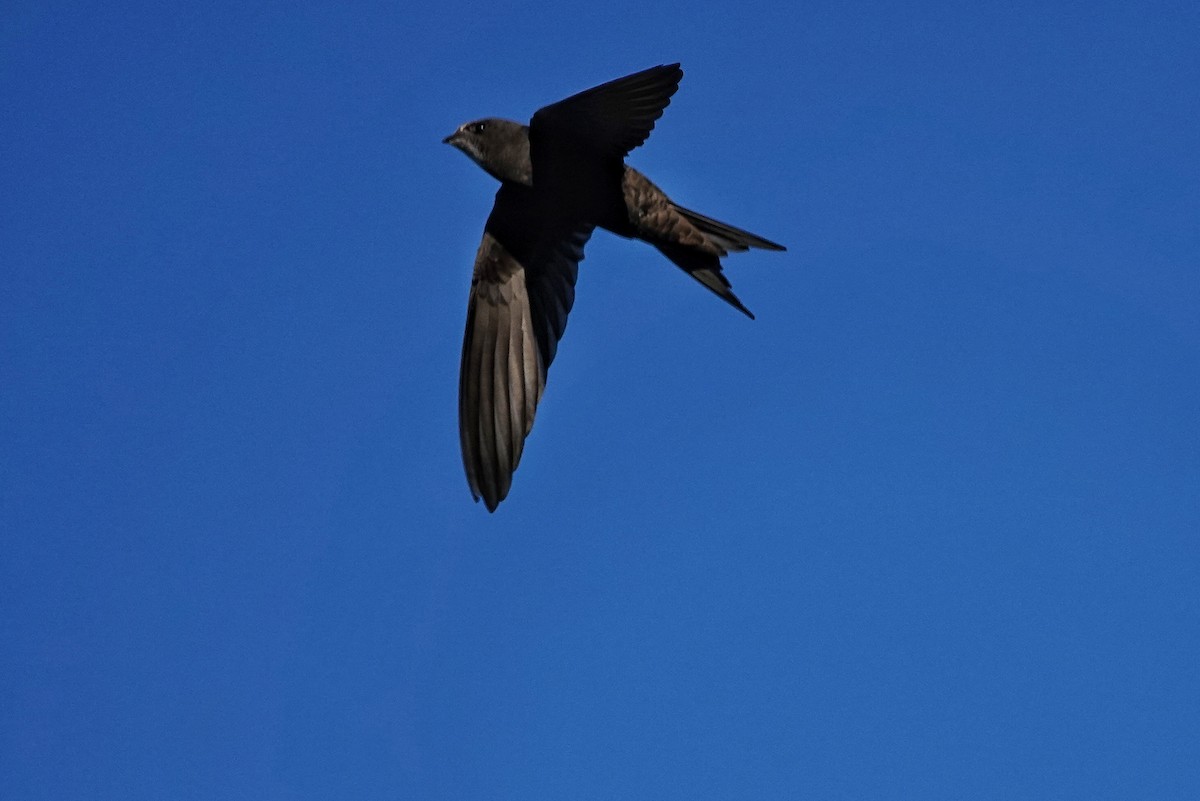 Common Swift - ML562625581