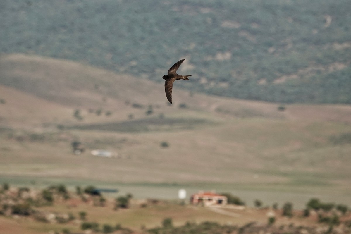 סיס חומות - ML562625591